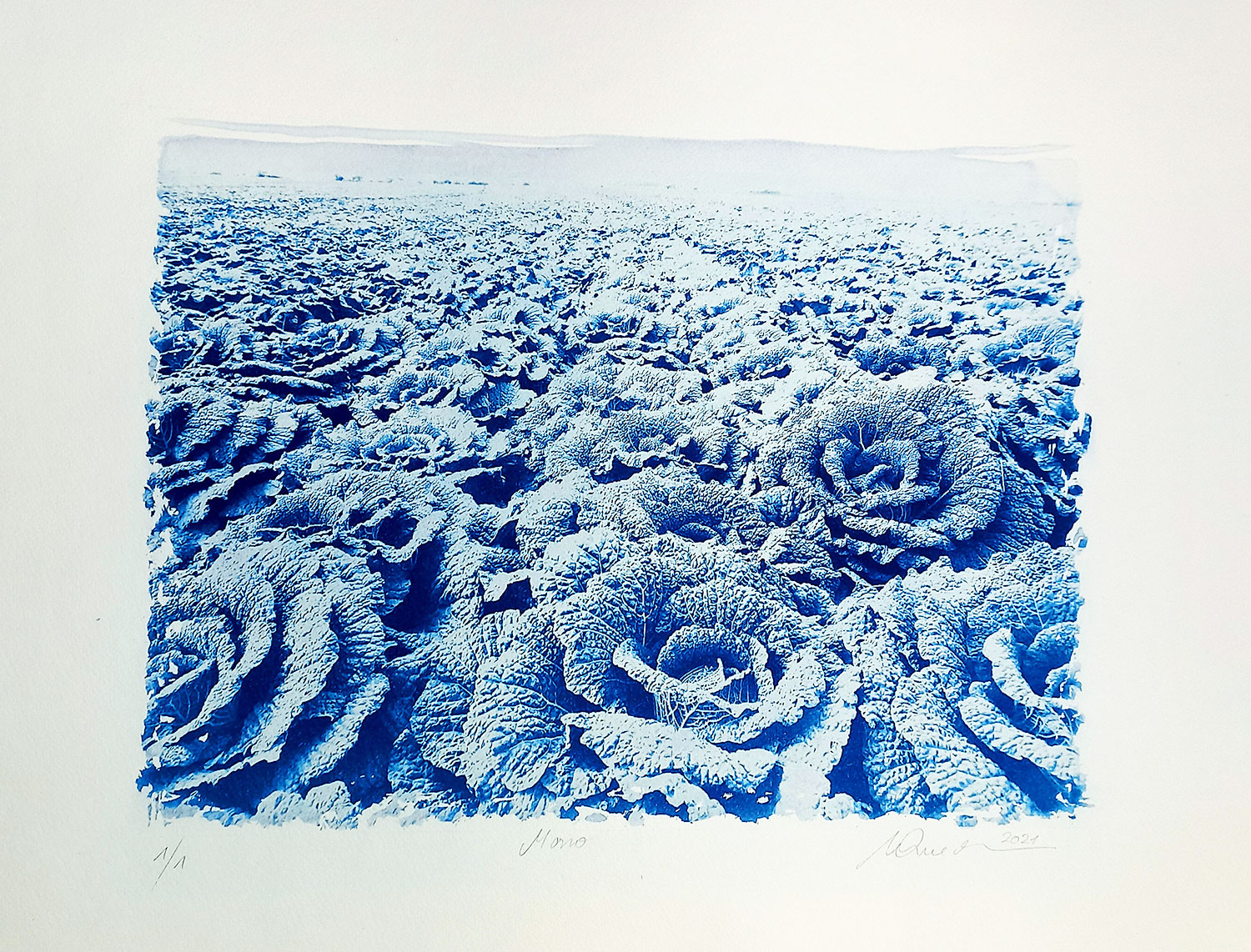 Monokultur 40x50 - Cyanotypie - © Usch Quednau