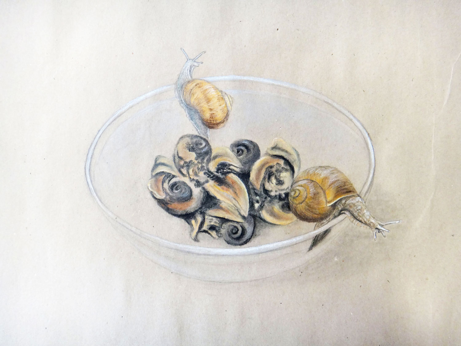 Escargots - 42x60 - Pastell - © USCH QUEDNAU
